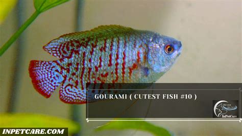 cutie viva fish|27 Cutest Fish For Aquarium (With Pictures) .